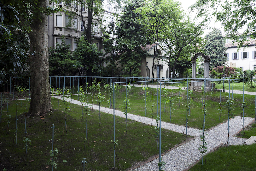 La Vigna di Leonardo nel giardino di Casa degli Atellani © Filippo Romano