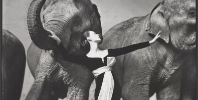 Richard Avedon, Dovima with elephants, evening dress by Dior, Cirque d'Hiver, Paris, August 1955; © The Richard Avedon Foundation